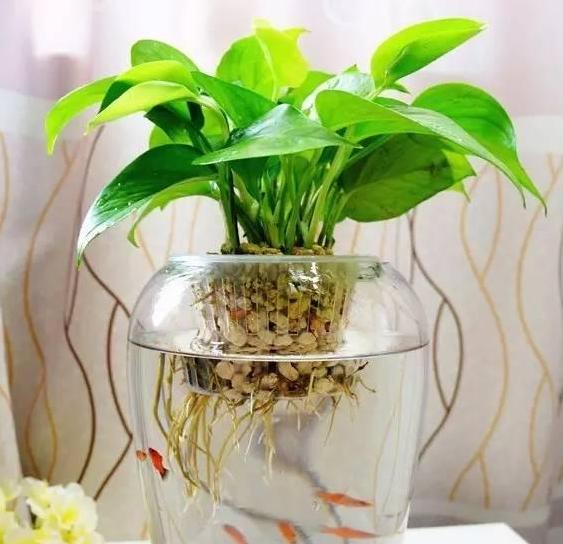 秋天怎么水培养万年红,秋季如何水培月季