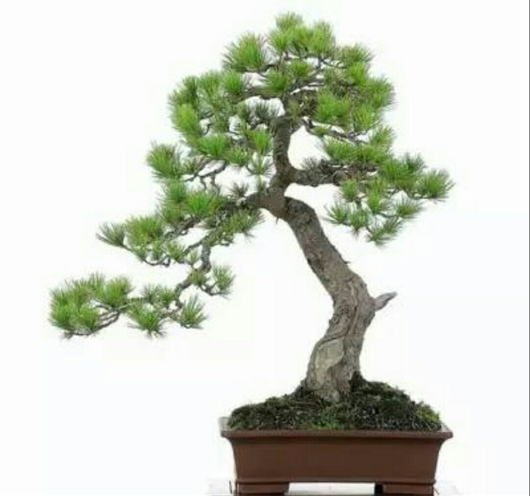 极品山松盆景造型,山松盆景怎样种