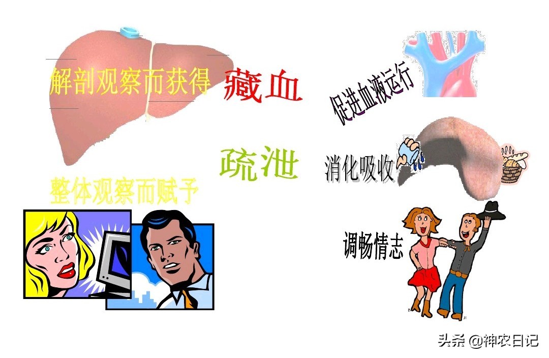 肝火旺目赤肿痛,视物模糊,一个小药方,泻肝火,明目,养肝护肝