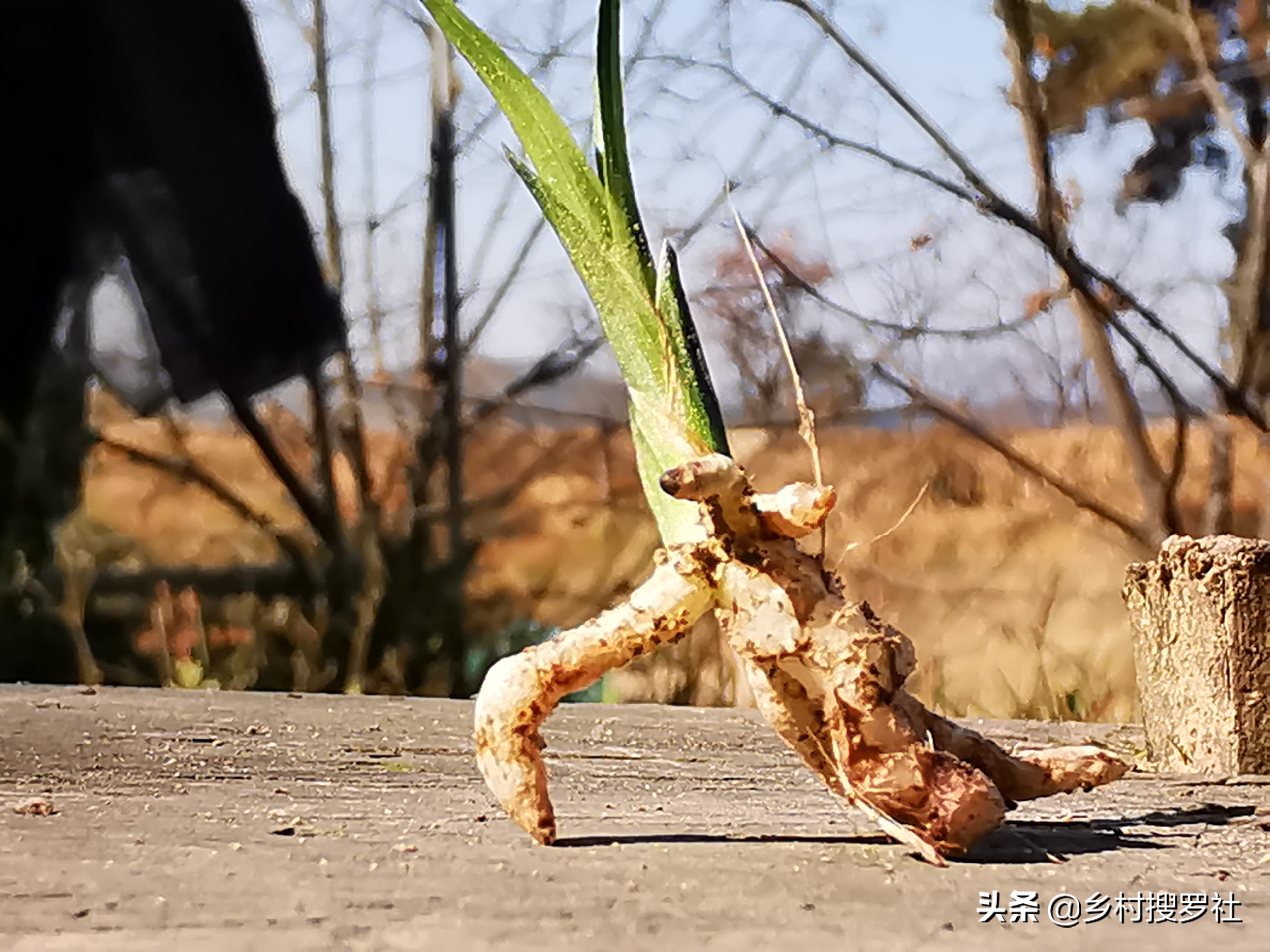 蕙兰海底芽形成原因,蕙兰苗怎么养才能壮
