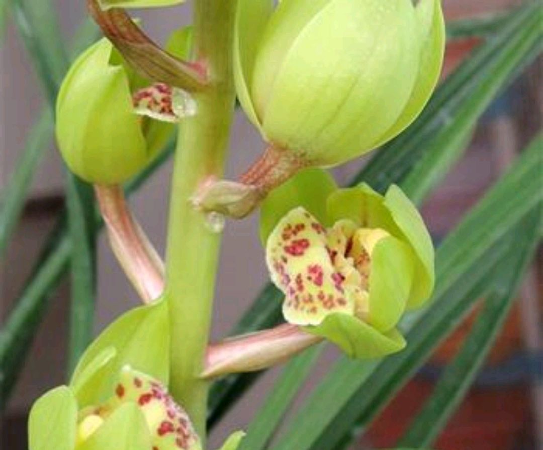 蕙兰出花苞以后怎么养,大花蕙兰花苞怎么养护