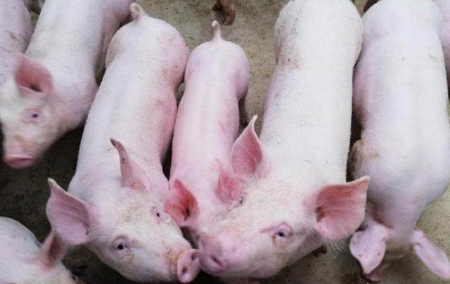 育肥猪死后肚子胀是什么病,育肥猪呼吸困难突然死亡怎么治疗