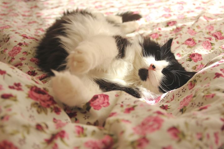 为什么猫老了我会觉得难过,为什么感觉猫变老了