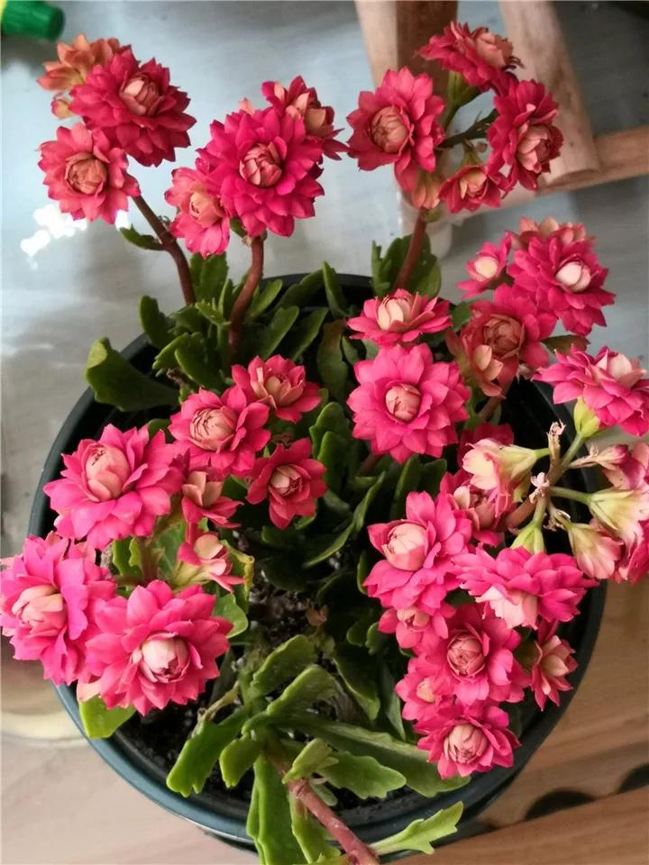 长寿花，寓意好、开花漂亮，花期长，品种多达300个