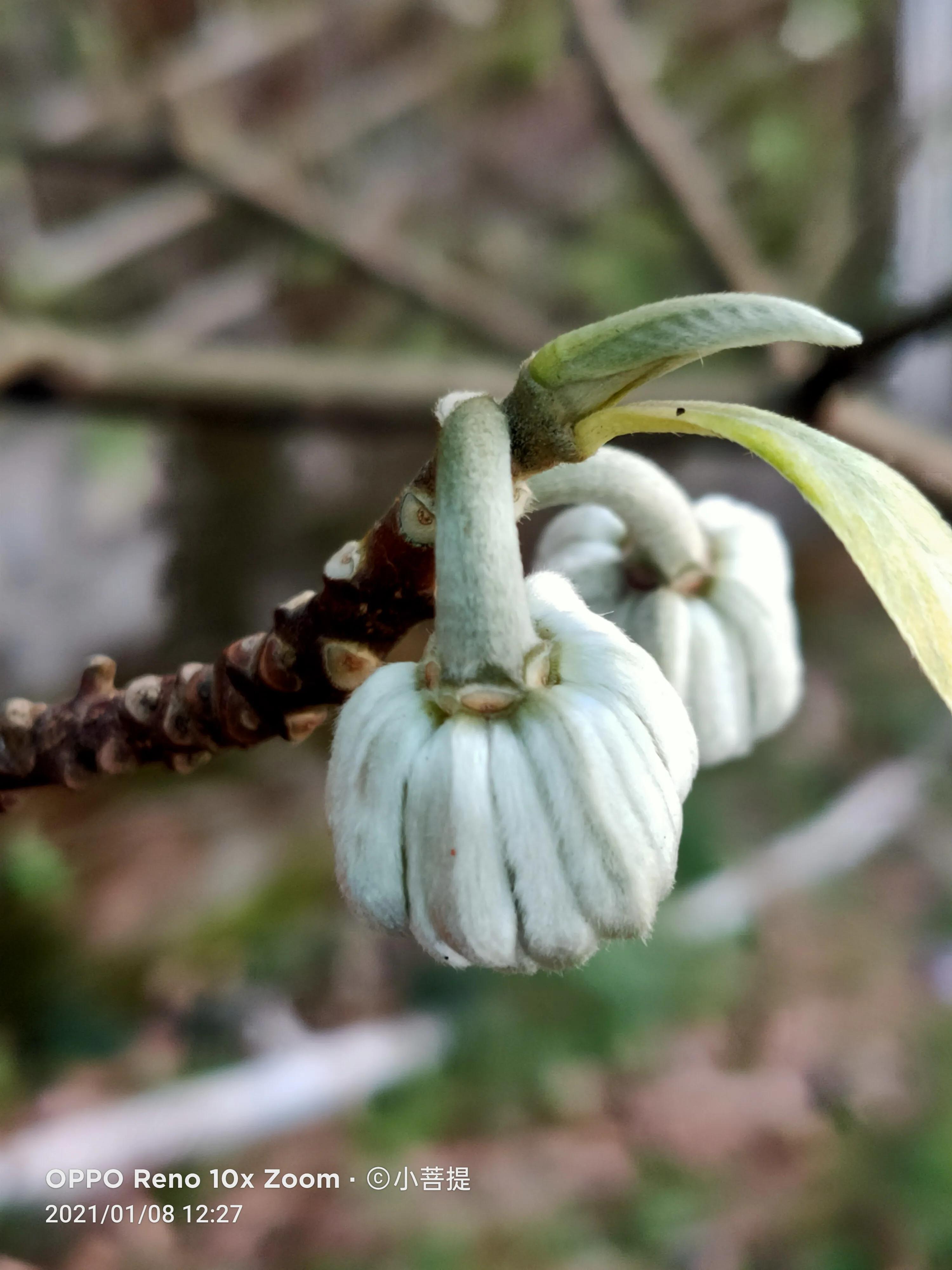 这就是爱情树，若在枝上打两个同向的结，就能得到甜蜜爱情和幸福