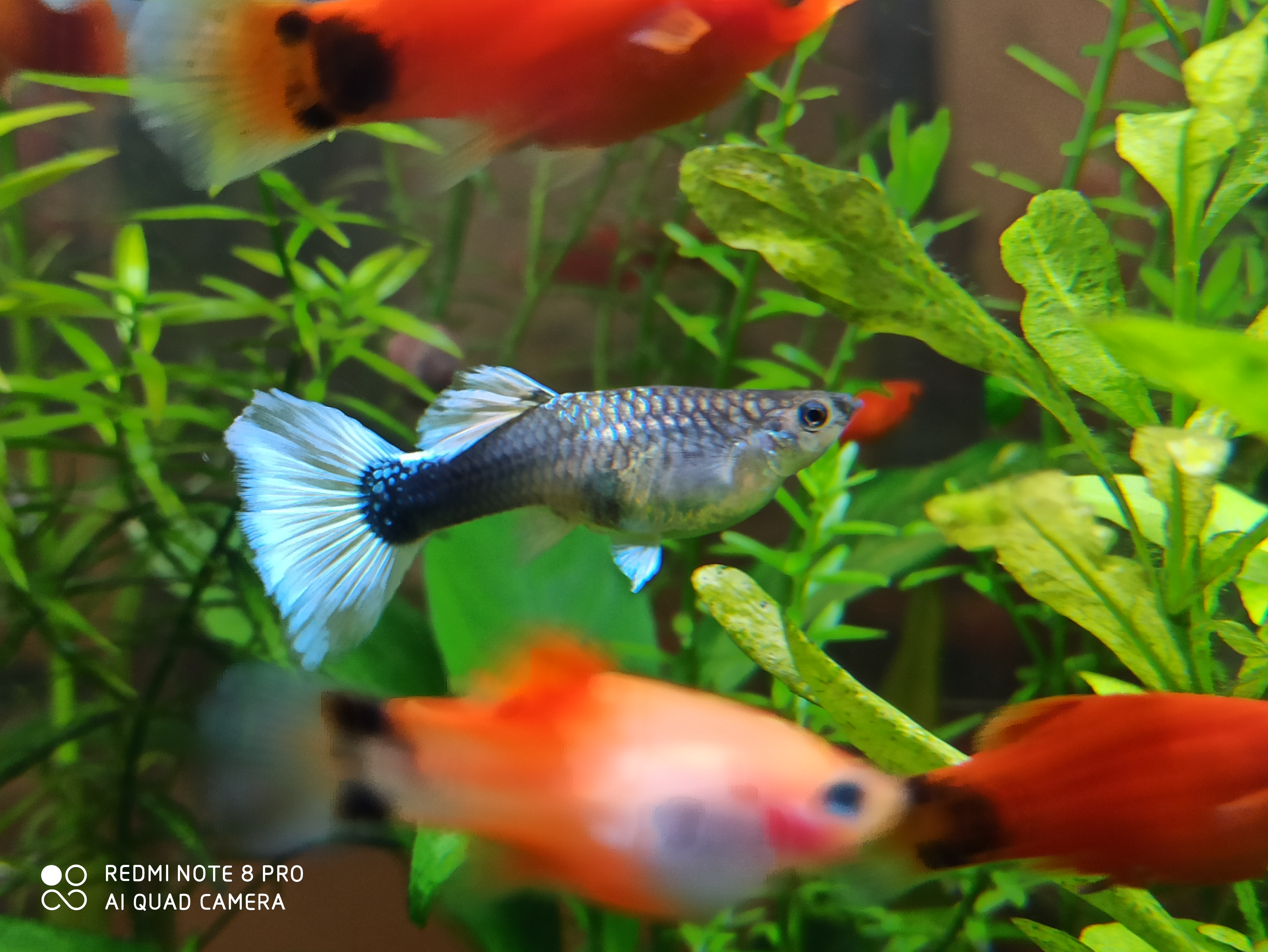 颜色艳丽便宜的热带鱼,热带鱼怎么买呀