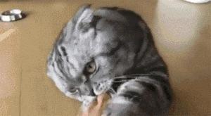 不小心把猫咪胡子弄掉了怎么办,猫的胡子掉了是怎么了