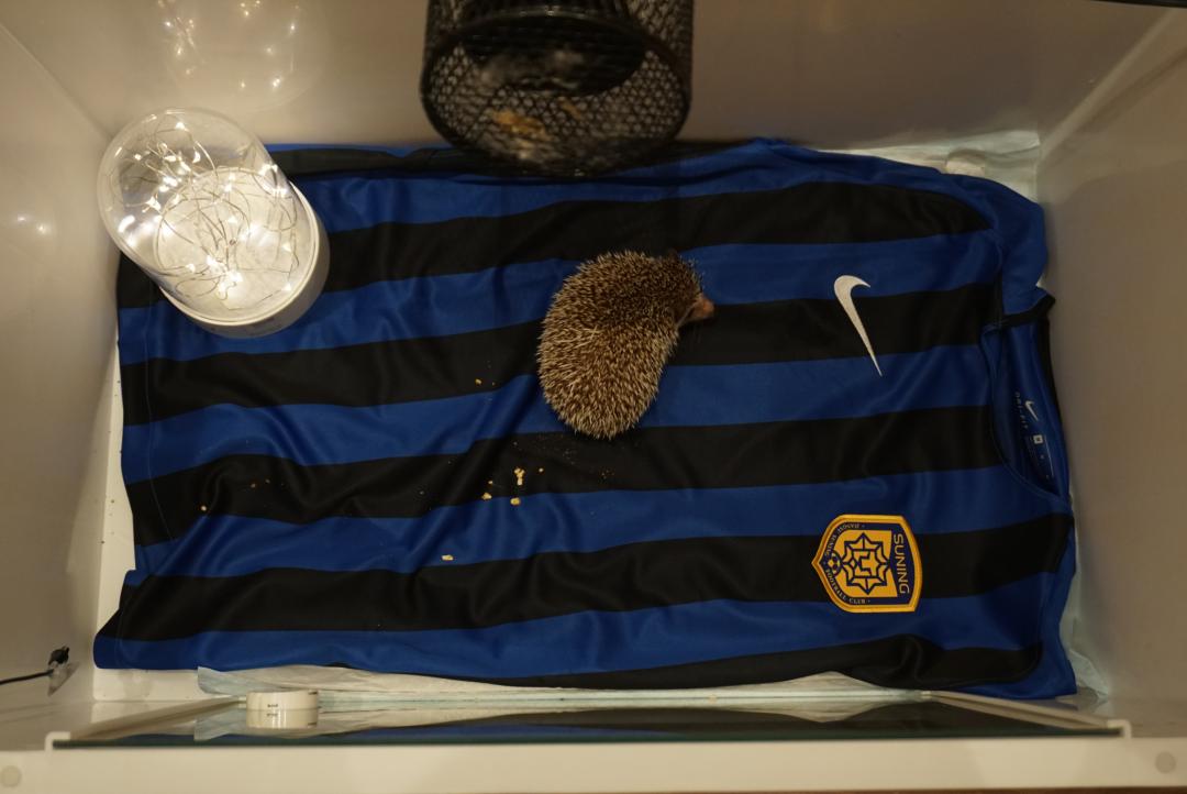 「清明特辑」零首付！月供2块2！江苏队的头七日我尽了绵薄之力