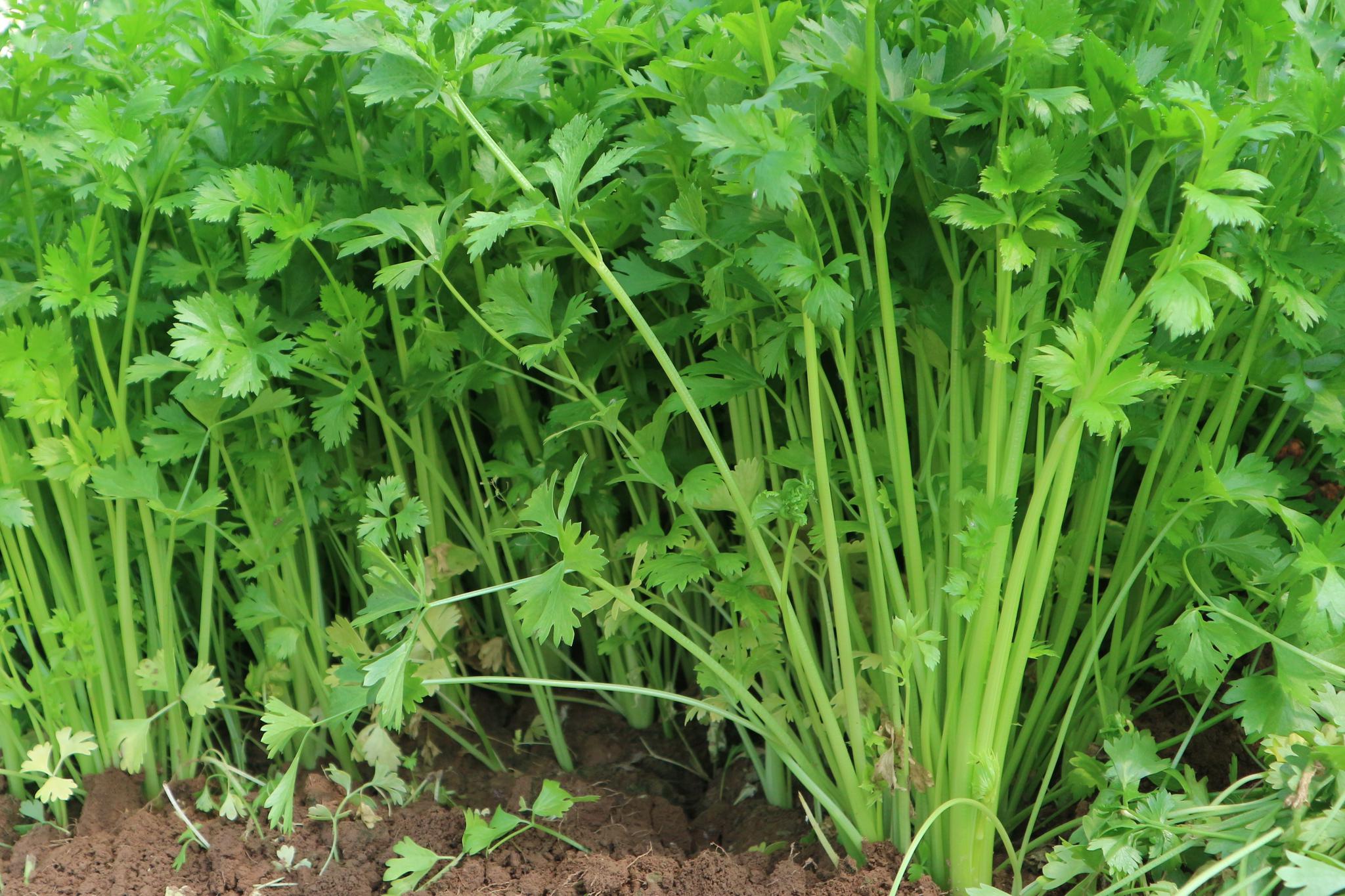 青菜里面种什么菜不长虫子,什么青菜好种又不容易长虫