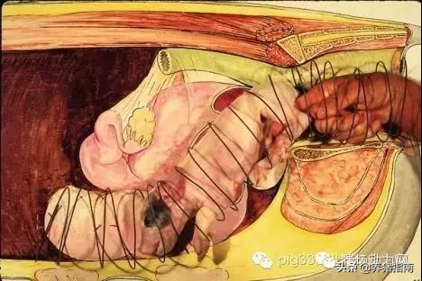 难产母猪助产教程,母猪难产助产六大技巧