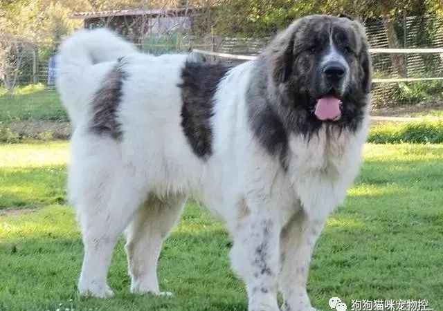 世界上最强的10种狗排名,世界上巨型狗大全
