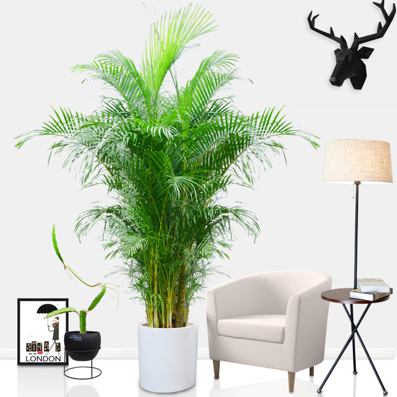 散尾葵怎么养才是正确的,网红散尾葵没有光照