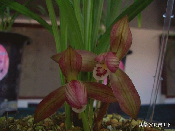 贵州兰花品种11(估价2000万的兰花)