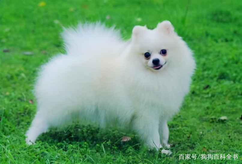 小体博美去除泪痕,有什么办法能去掉博美的泪痕