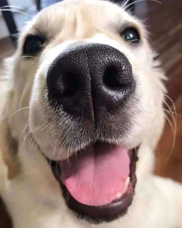 狗鼻子湿说明生病不严重吧,狗狗鼻子不湿润就是有病还没好吗