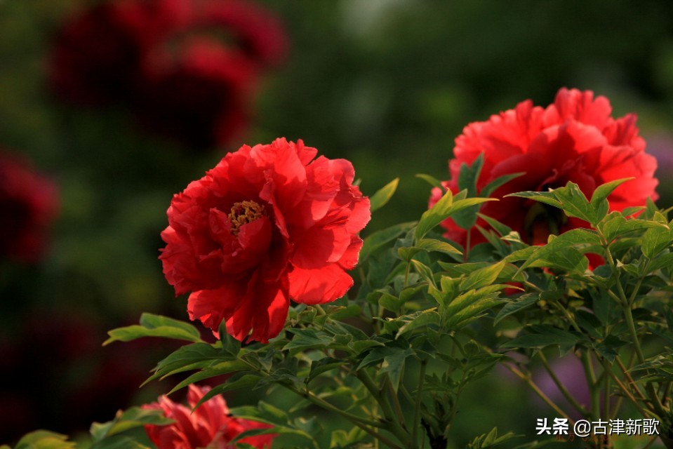 最美牡丹诗词20首,研究牡丹花