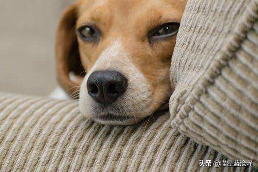 9岁狗狗凌晨4点突然狼嚎,狗狗半夜学狼叫什么意思