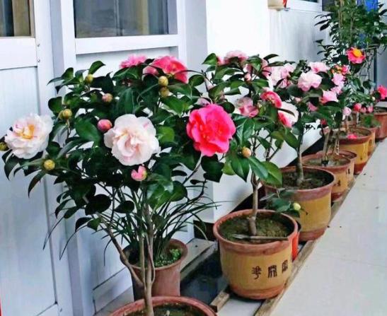 茶花的花苞怎样才能长出来 (茶花长花苞了如何快速开花)