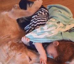 土拨鼠当宠物养合法吗,宠物土拨鼠能只养一只吗