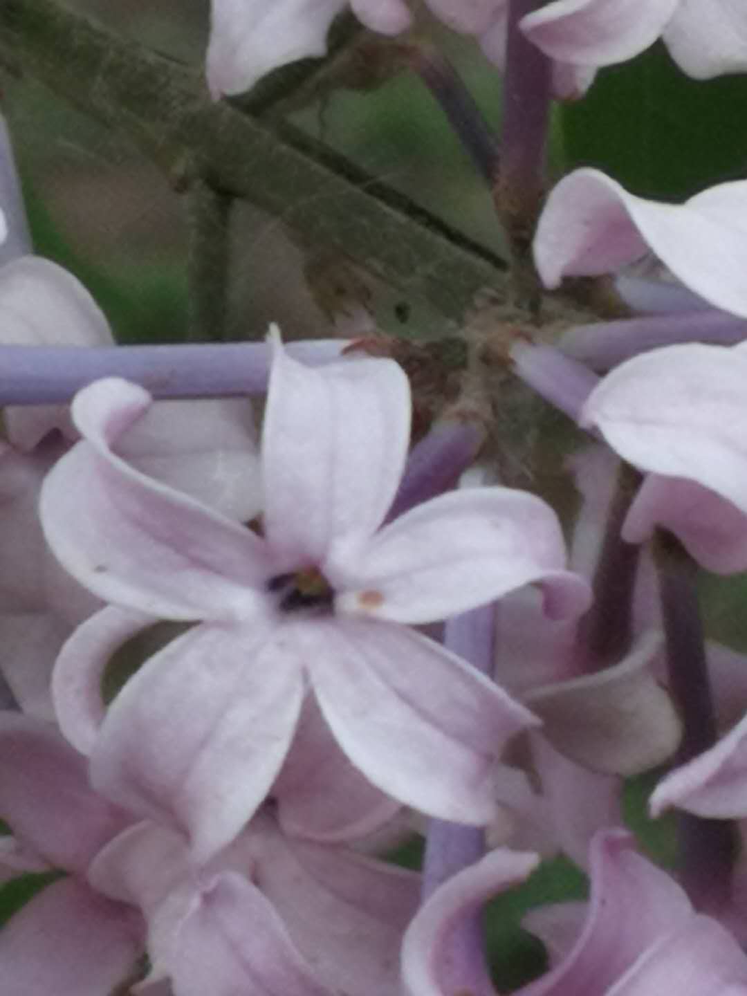 法源寺散文,散文丁香花邂逅法源寺
