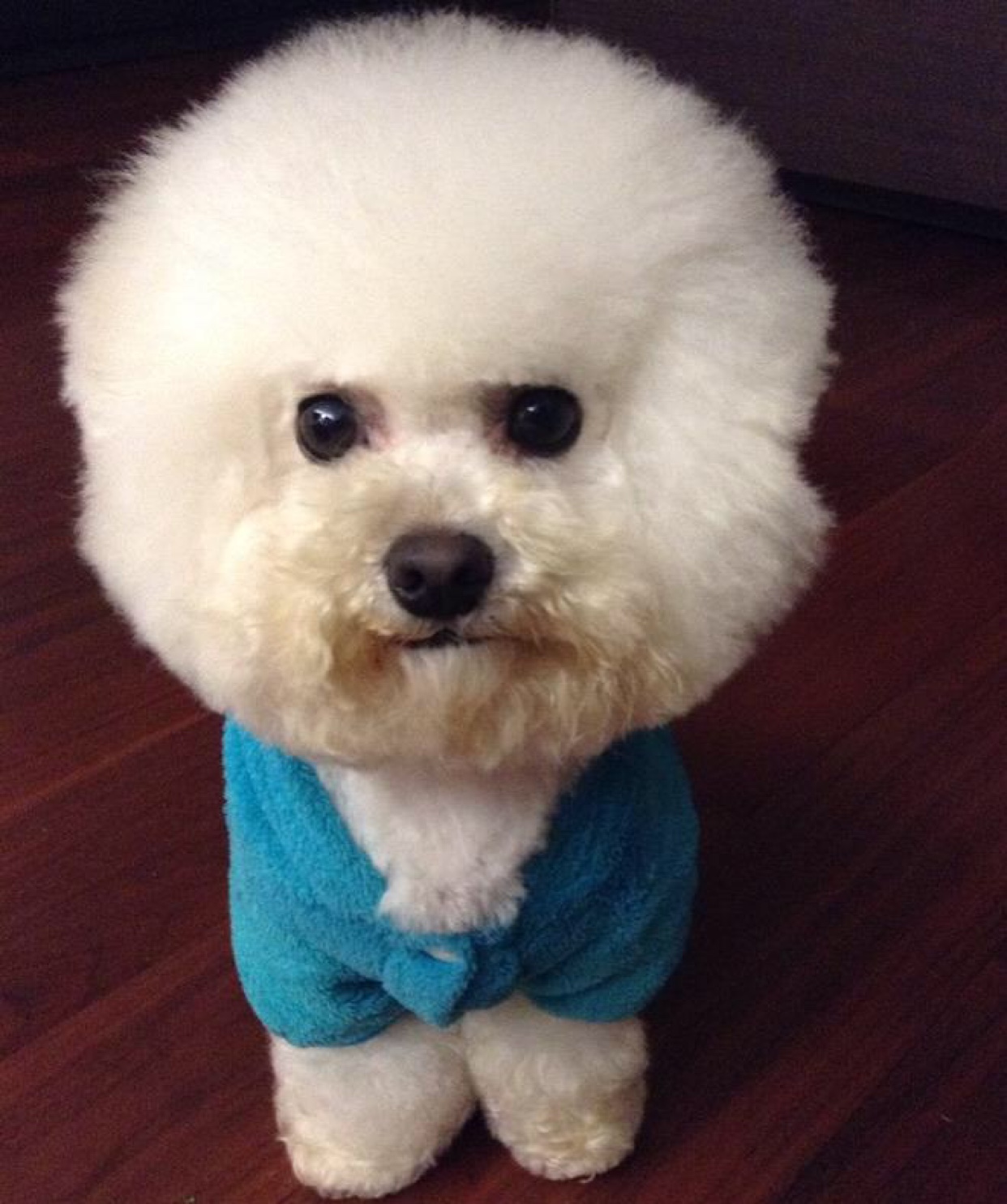 比熊去泪痕最好方法,快速去比熊泪痕有什么好办法