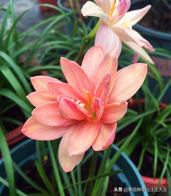 风雨兰叶子枯死怎么办,风雨兰黄叶烂叶怎么补救