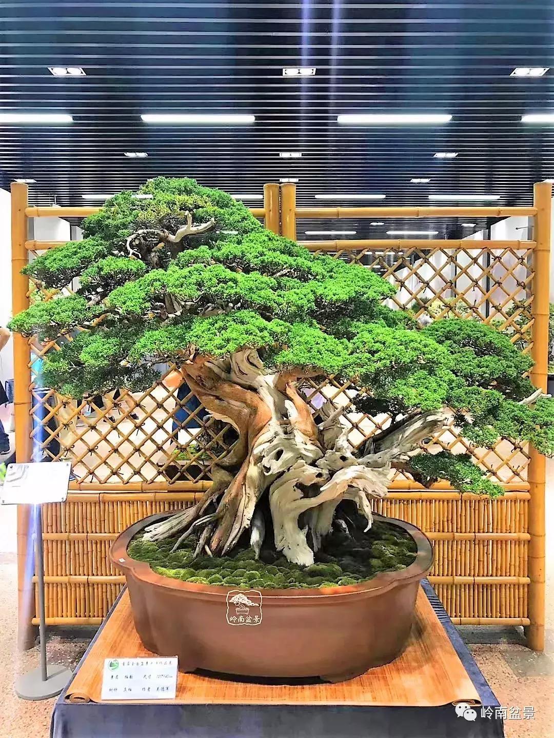 苍劲古朴挺拔有力的老桩盆景欣赏,老态龙钟盆景作品欣赏