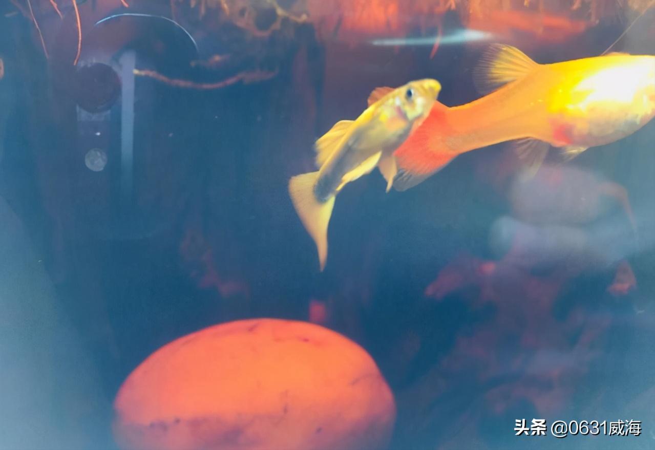 孔雀鱼太多了怎么分缸养,孔雀鱼刚入缸需要注意什么