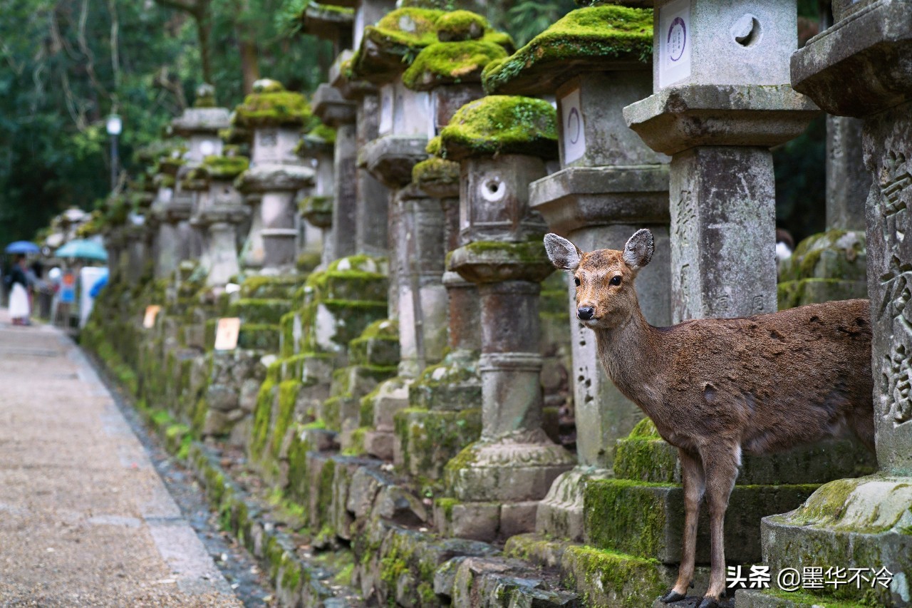 京都一眼千年的美景,京都永恒的美