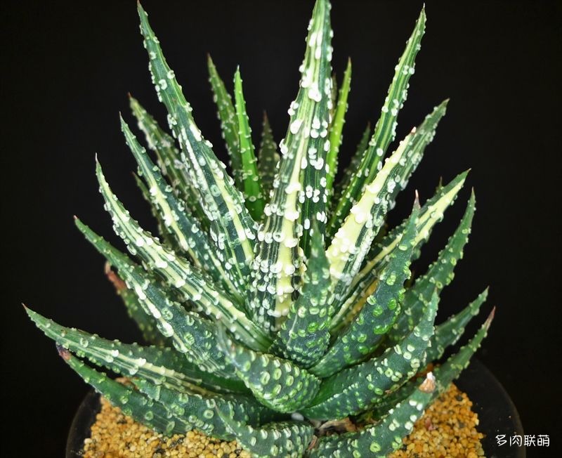 多肉玉露寿的品种图鉴,日本十大耐阴多肉