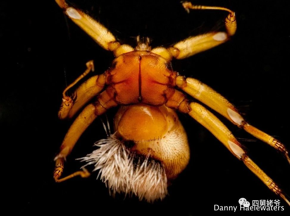 蛛蝇NycteribiaStylidiopsis