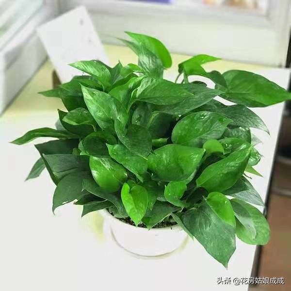 绿萝叶子稀疏只长藤,如何让绿萝叶子保持油亮翠绿