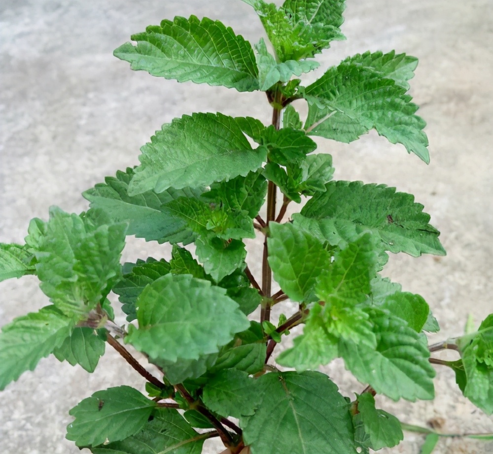 仙草又被称为凉粉草,凉粉草烧仙草学名