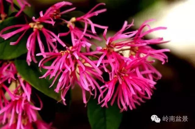 檵木小老桩盆景,檵木盆景图片大全