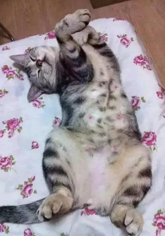 猫咪怀孕的反应有哪些表现,猫咪怀孕的特征和表现