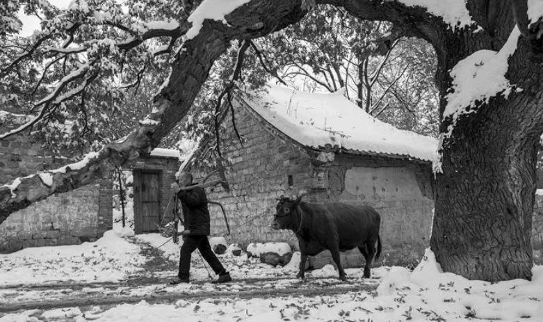 鲁迅朝花夕拾文字摘抄,朝花夕拾鲁迅少年时的启示