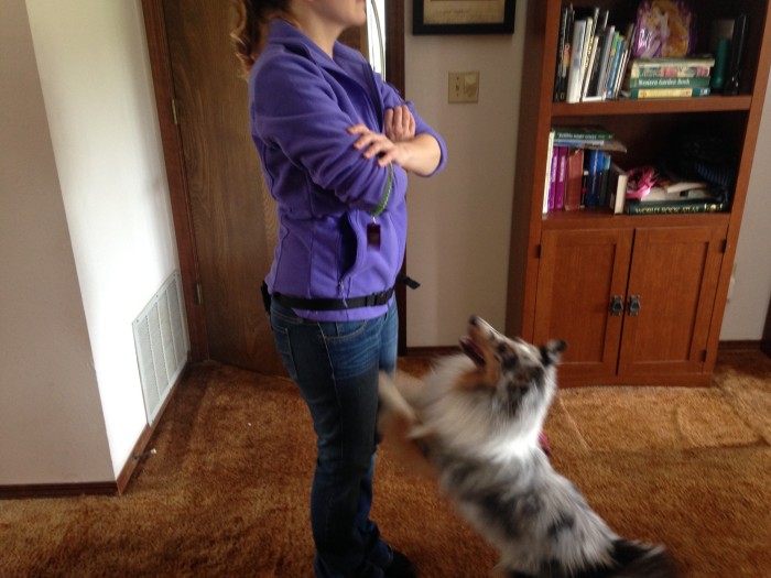 狗狗爱扑人咬手怎么办,狗狗爱扑陌生人