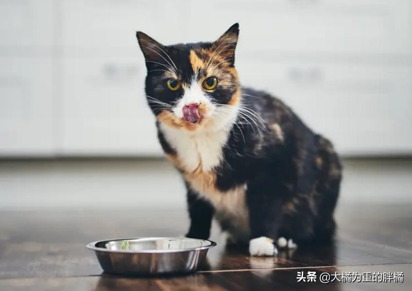 猫不吃新猫粮？原来受这些原因影响，别忙着丢，用这3个办法试试
