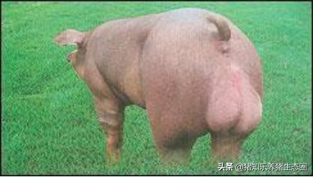 猪授精的正确方法,猪授精的正确方法是什么