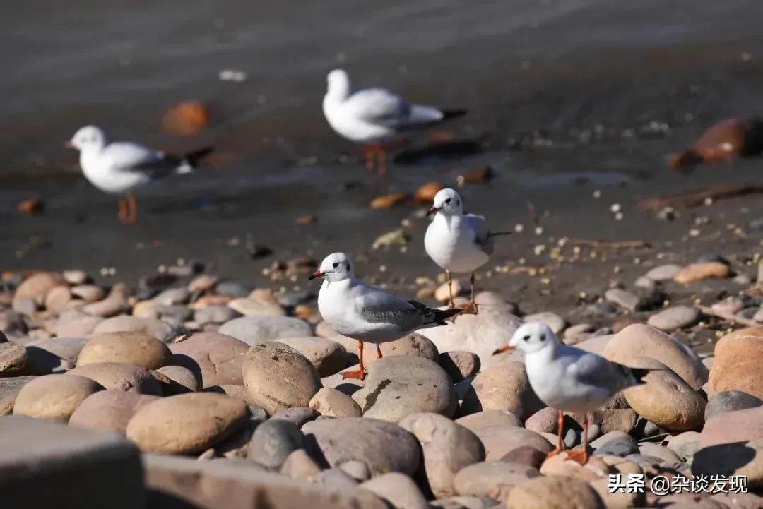 陆游的西湖情节,陆游的写山水诗文
