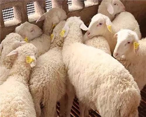 规模化猪场寄生虫病的检测和防治,牛羊常见寄生虫的辨别及治疗方案