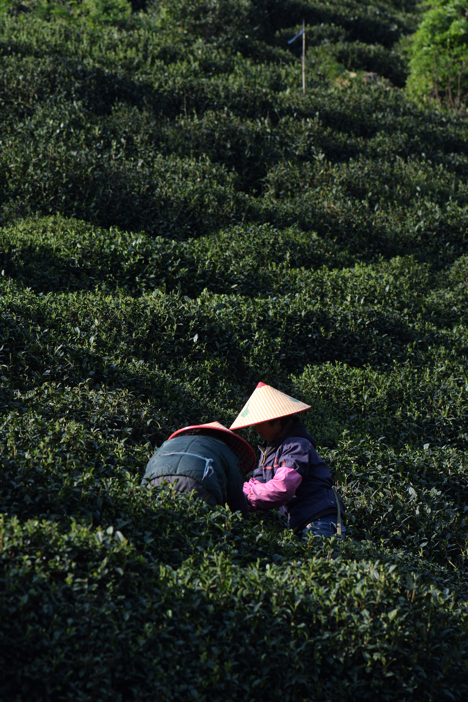 从业十年我所经历的火爆和低迷,茶行业真实揭露