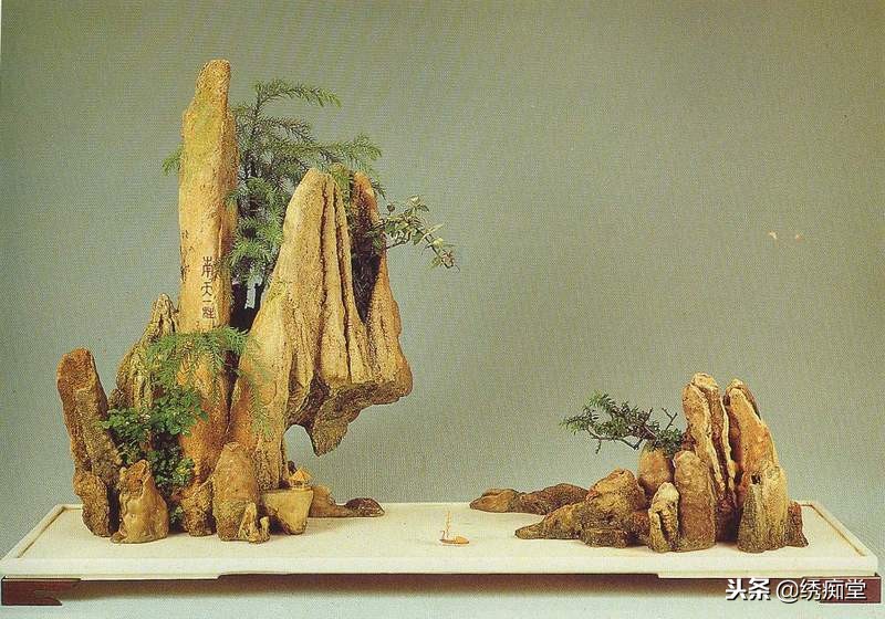 丛林式盆景欣赏,盆景欣赏及制作