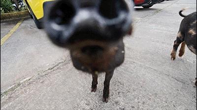 关岛包车自由行,关岛租车