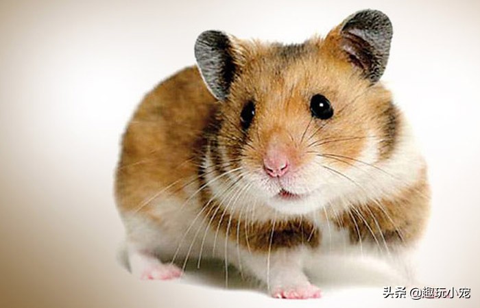 喵星人可爱的宠物,新手如何养喵星人和汪星人