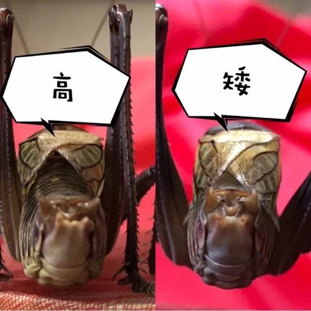 百艺杂谈，教你鸣虫界的八句“黑话”