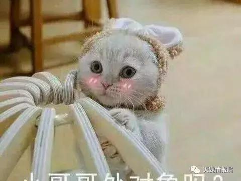 猫奴一定要知道的身体语言,猫奴必看猫咪喝水需要注意的事