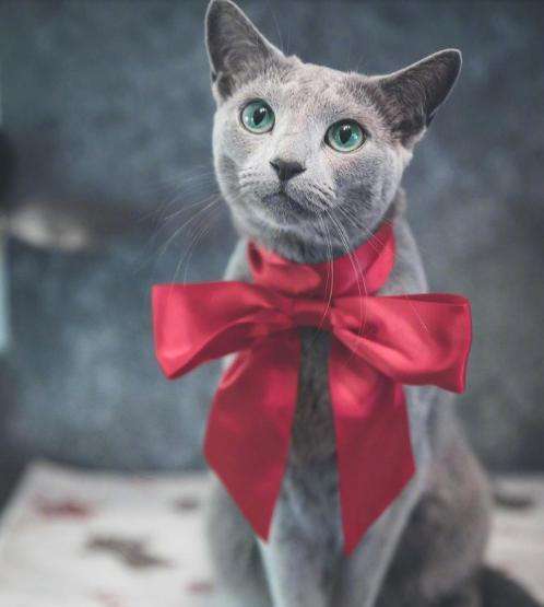 每天送你一只猫，（十三）俄罗斯蓝猫，冬天的精灵