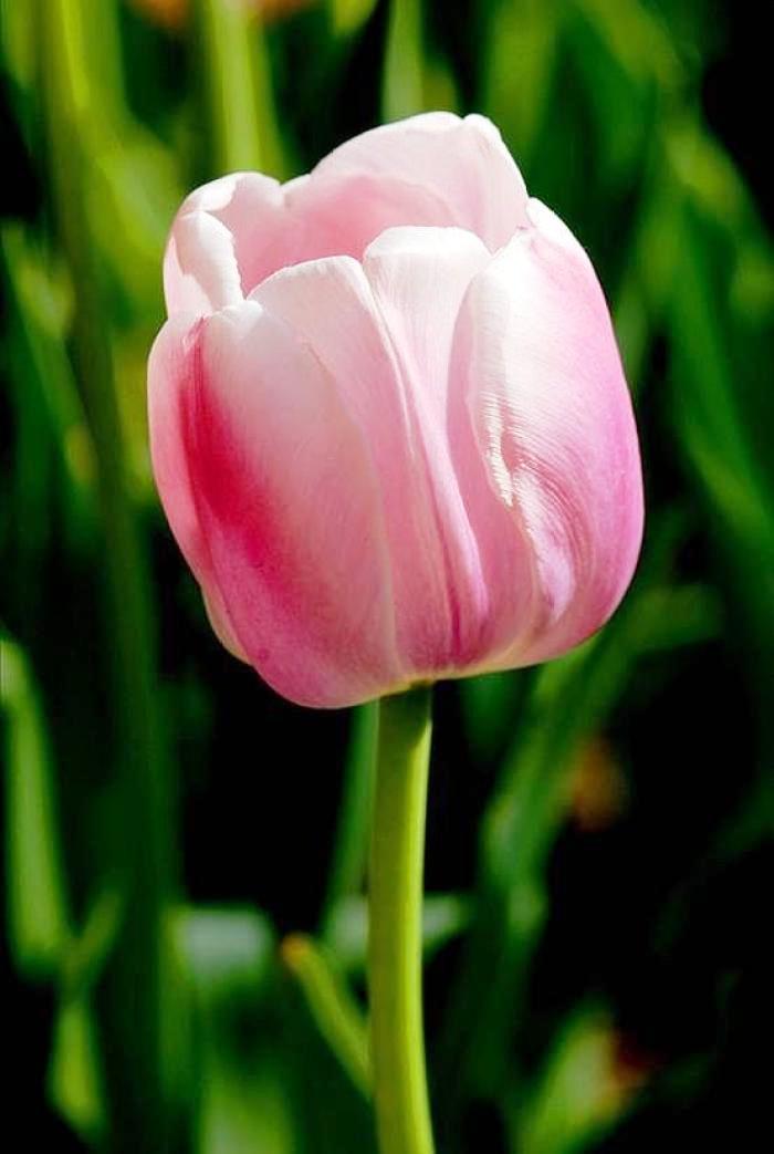 适合发心情说说的长句子句句入心,正能量说说字字温暖句句阳光