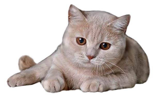 猫咪跳蚤怎么彻底清除,猫咪有跳蚤洗澡能洗掉吗